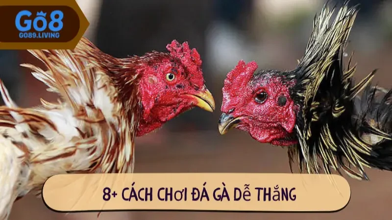 Cách chơi đá gà dễ thắng