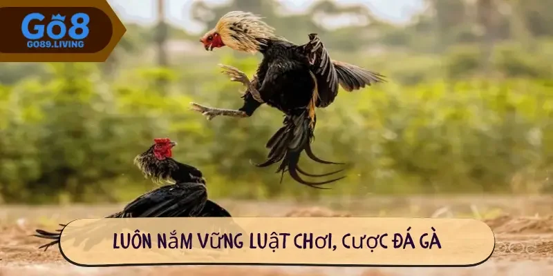 Luôn nắm vững luật chơi, cược đá gà
