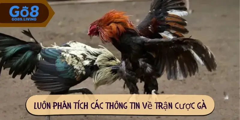 Luôn phân tích các thông tin về trận cược gà
